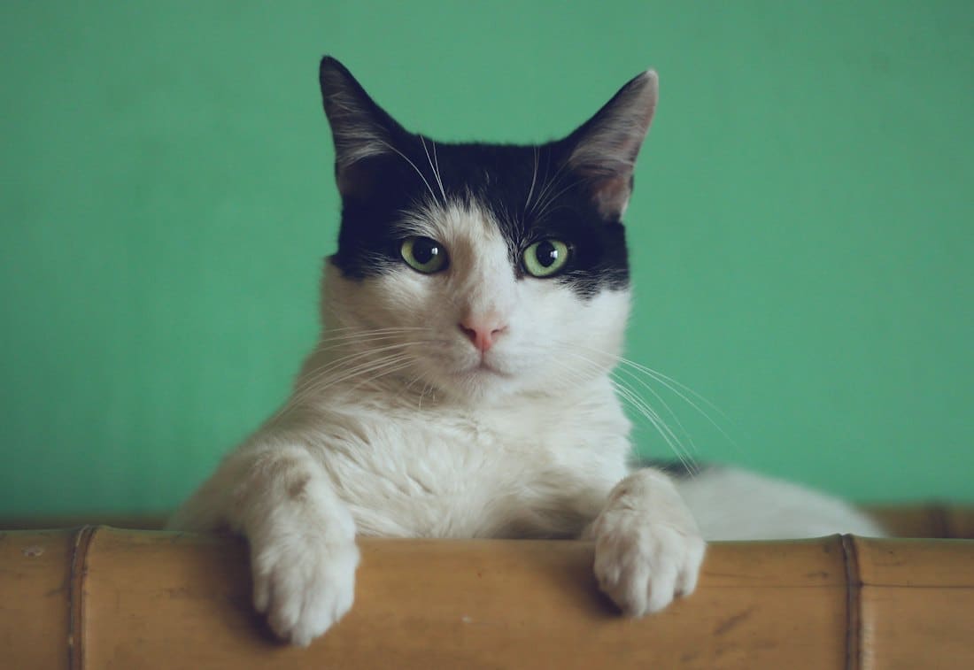 Black and white cat peeking over a wooden ledge against a green wall