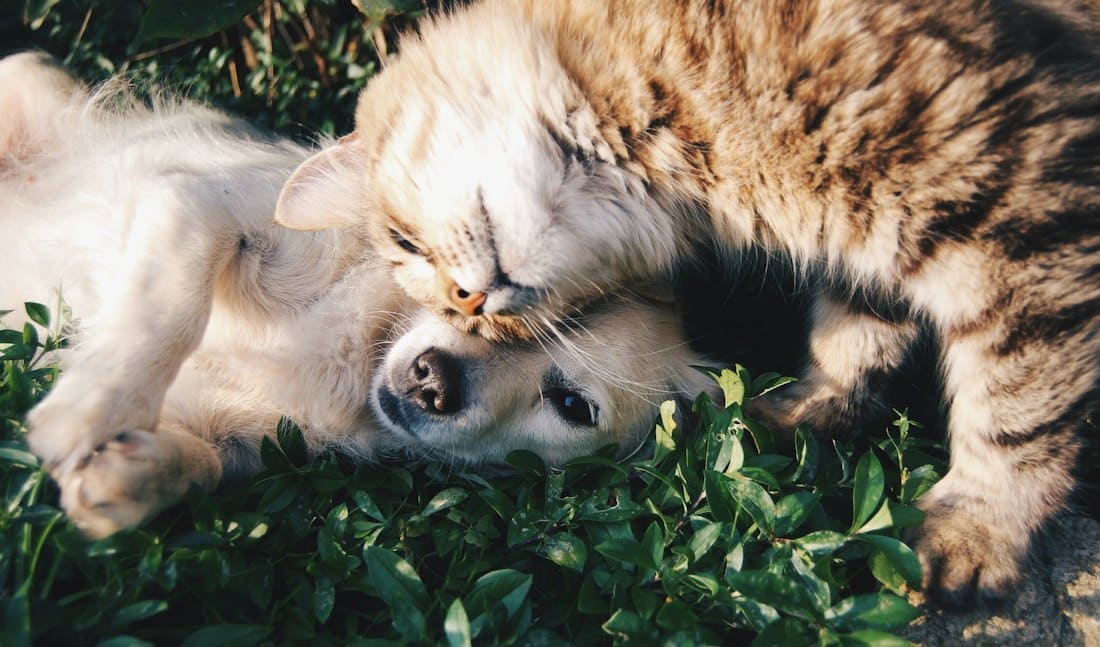 Puppy and tabby cat cuddled up together on green leaves