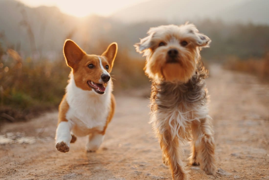 Corgi and Yorkshire terrier trotting happily along a sunny path