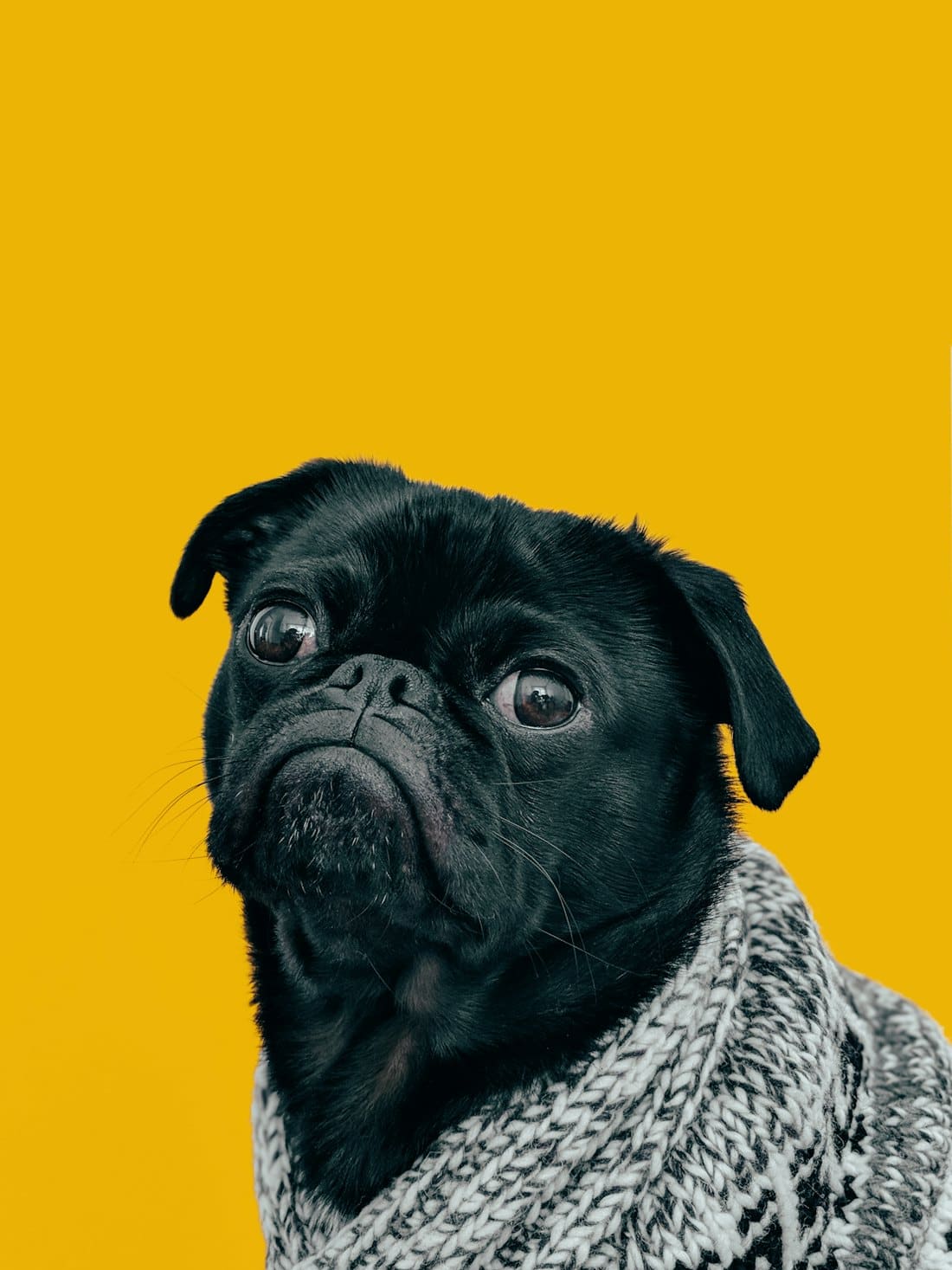 Black pug wearing a cosy knitted scarf against a yellow background